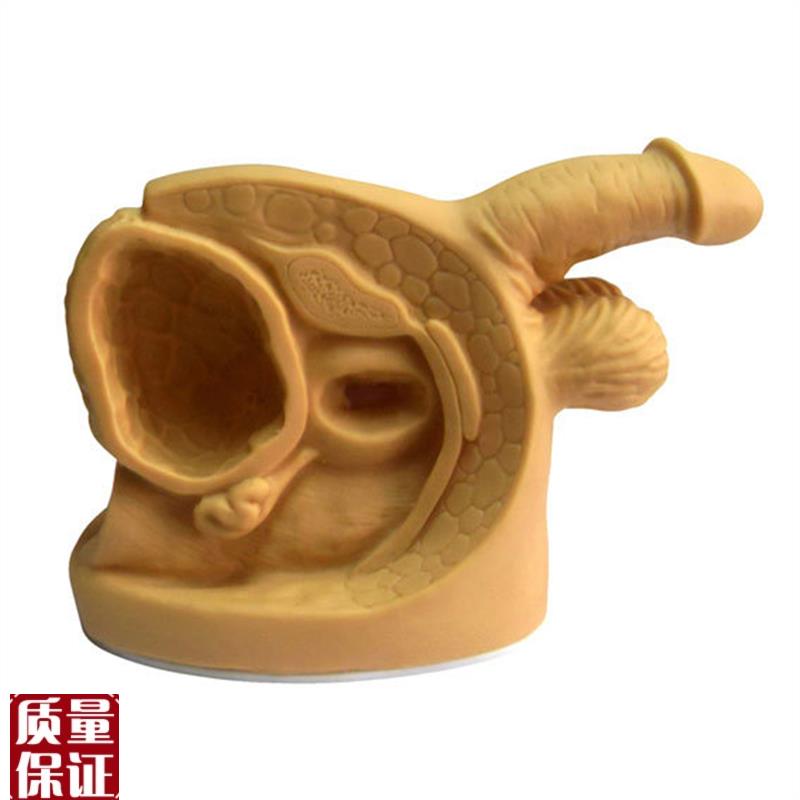 高级男性内d外生殖器模型男性导尿模型医用导尿模型男性器官模