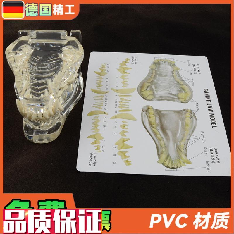德国】1比1f透明狗牙模型带说明卡片犬科牙齿解剖模型宠物教学展