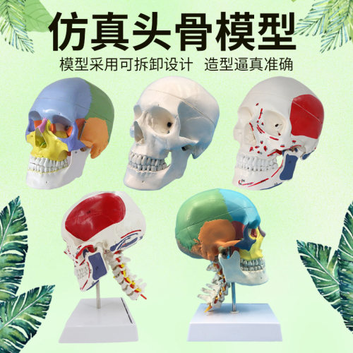 头骨模型人d体头颅骨骼成人1:1头骨可拆卸美术素描道具医学生教学