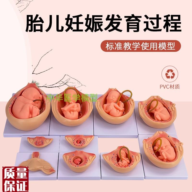 人体胚胎发育模j型自然大妊娠胚胎发育过程怀孕十月胎儿模型10