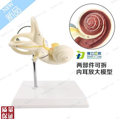 两部件人体耳朵半规管耳蜗半规管解剖模型内耳U耳模型耳迷路模