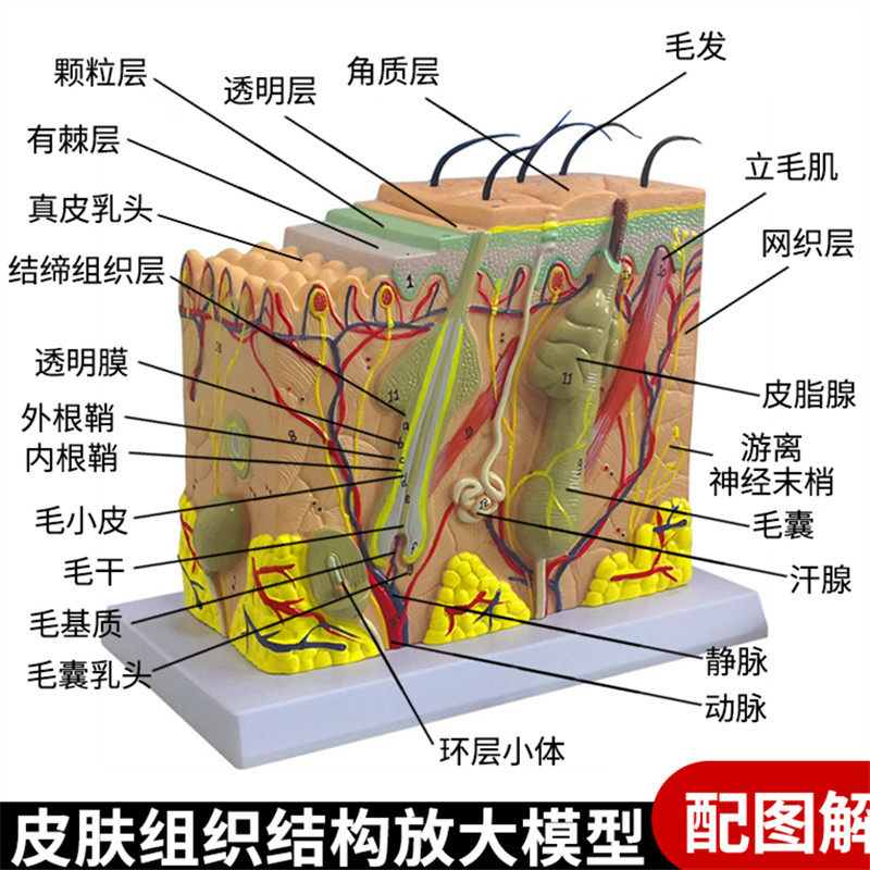 人体皮肤结构解剖模型组织层次放B大皮肤构造具微整形演示美容教