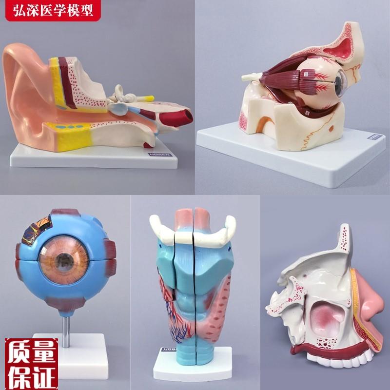 眼球放大鼻子g鼻腔解剖结构耳鼻喉科人体医学教学教具眼睛耳朵模