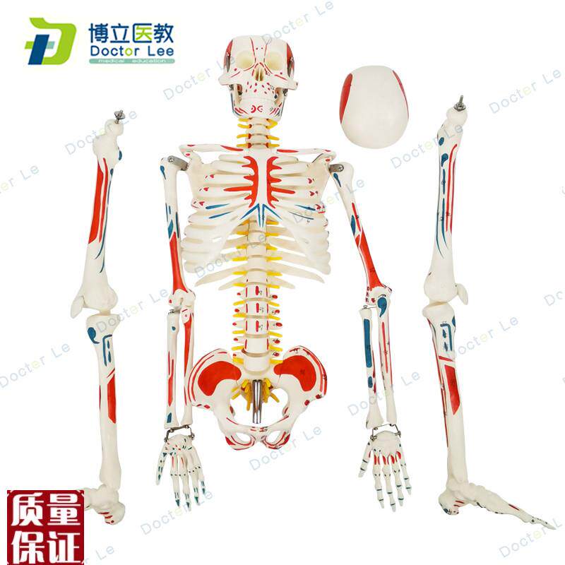 85cm人体骨骼模型骨架人体模B型成人小骷髅教学模型脊椎骨骼模