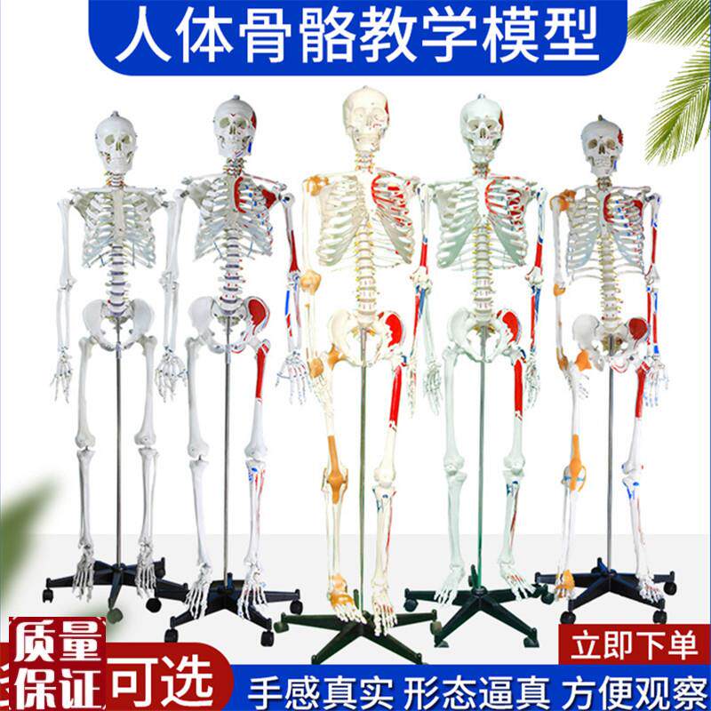 170CM人体骨骼神经骨架模型肌肉韧带骨架标本S骨骼模型肌肉起止