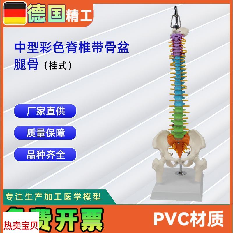 中型彩色脊椎带骨盆t腿骨(挂式)模型人体脊柱模型