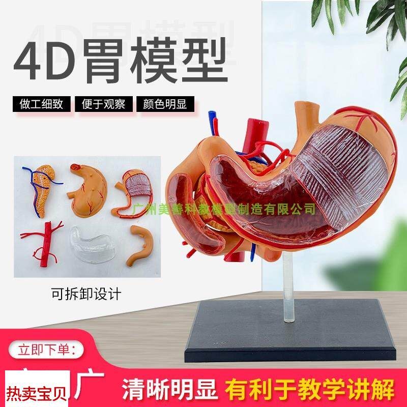 胃模型胃解剖模型拼q装模型人体解剖模型益智模型器官模型