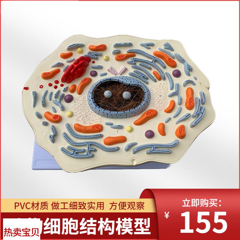 动物细胞亚显微结构模型医院生物学校教L学教具学生学习演示模型