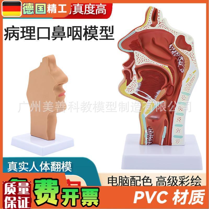 病理鼻腔解e剖模型耳鼻喉科教学模型鼻腔鼻子口鼻结构模
