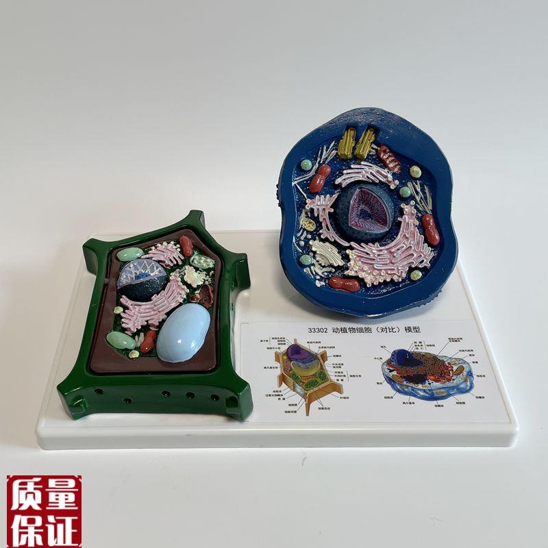 动物细胞模型可拆卸高r尔基体生物课器材高中生实验仪器细胞膜结