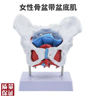 产后康复可活动骨盆模型骶骨髋骨女E性可弯曲人体骨骼解剖盆底肌