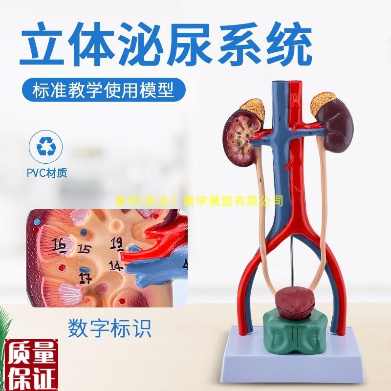 人体泌尿系统模型肾输尿管膀胱尿道解剖医学泌尿科.泌尿系统模