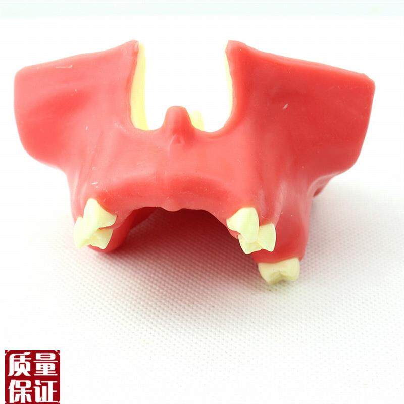 ENOVO颐诺牙医口腔即刻种植培训E上颌骨上颌窦底提升术操作模型