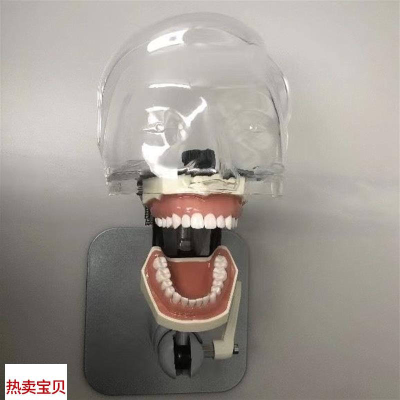 仿真人教学头模牙科口腔仿头模考试器械H离体牙模型可拆卸口腔头