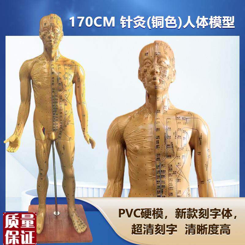 人体针灸模型针灸铜人模型t穴位铜人人体经络模型(铜色)178C