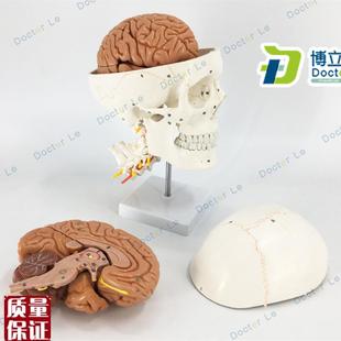 正品人体头颅骨大脑模型头骨模型I1:1颅脑颈椎神经科教