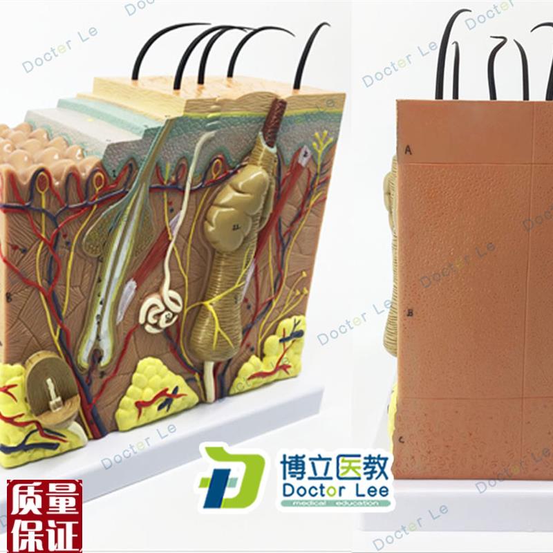 人体皮肤下组织结构放大50D倍模型医学整形美容院皮肤模