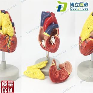 标准人体心脏模型解剖可拆卸教学模型I仿真心脏带胸腺模型医学模