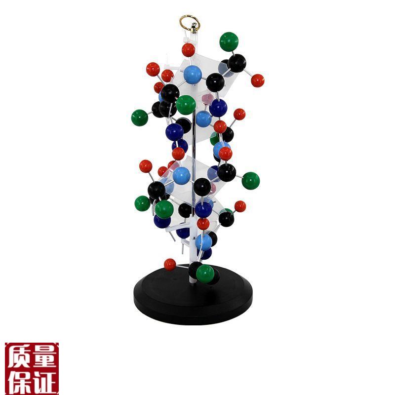 蛋白质二级结构模型氨基酸合成DNA螺旋高中学R校生物教学仪器实
