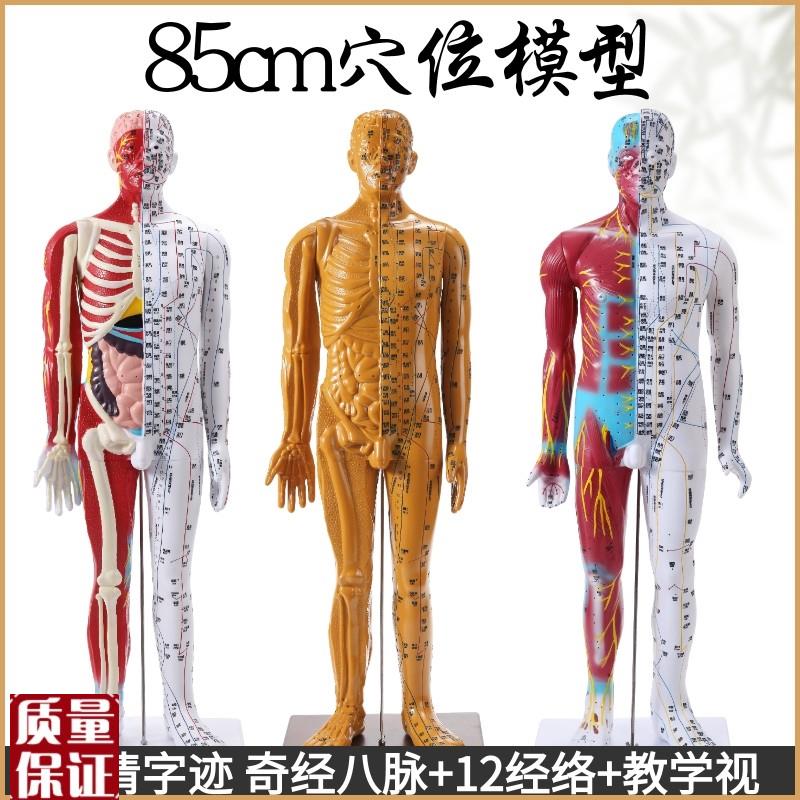 85cm中e医针灸穴位经络模型教学全身家用十二经络图人体解剖铜