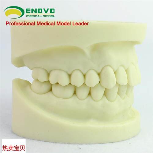 ENOVO颐诺白刚玉牙模型牙体预备操作制备练习离体牙Z洞备牙医练