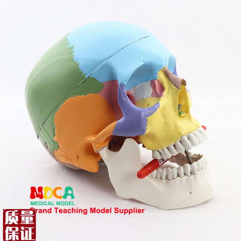 医学人体彩色f头骨模型仿真头颅口腔颌面美容微整头模型MTG00