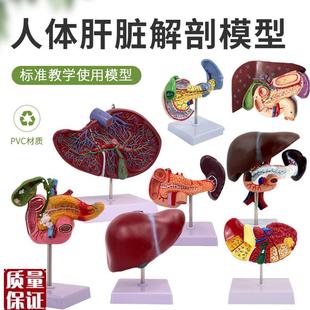 高度彷真肝脏模型肝解剖模型肝z胆胰脾十二指肠浮雕病变肝胆胰模