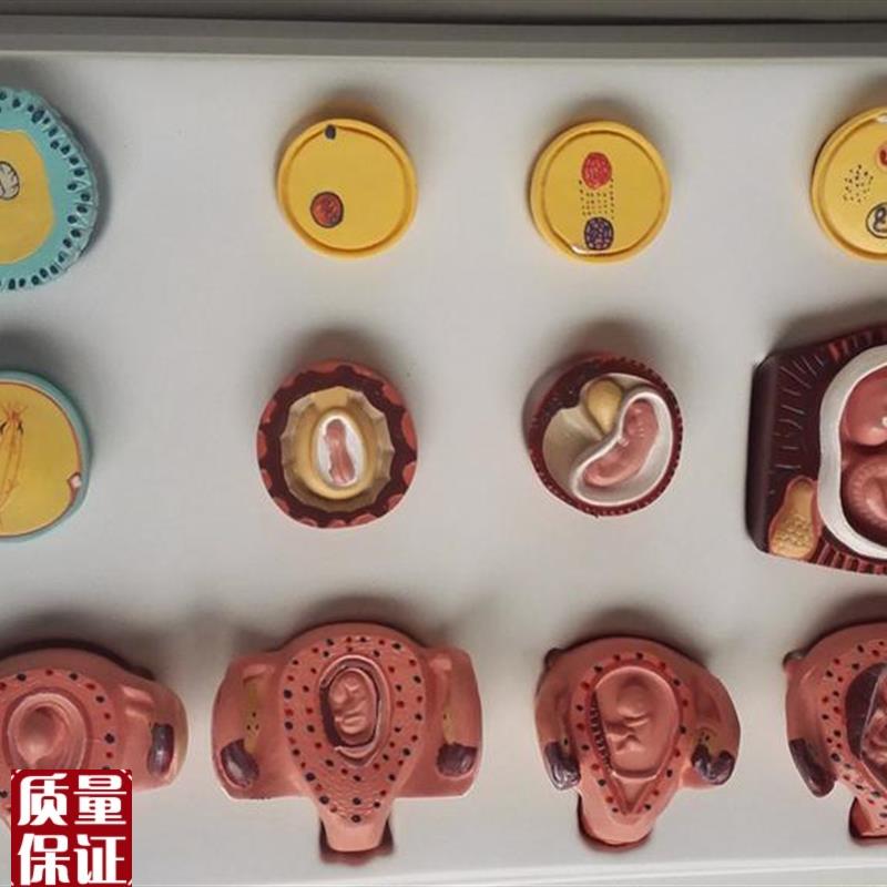 人体妊娠胚胎儿发育过程模型受精卵子宫组织胚胎模Y型人体模型