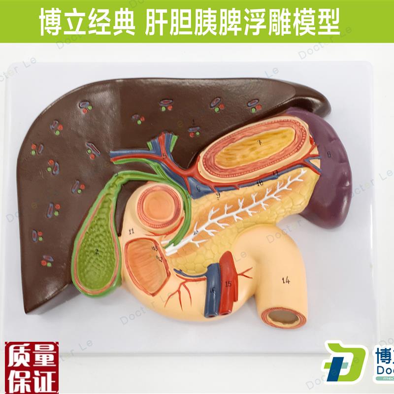 胰腺模型肝脏模型十二指肠胆E结石模型脾脏解剖模型医