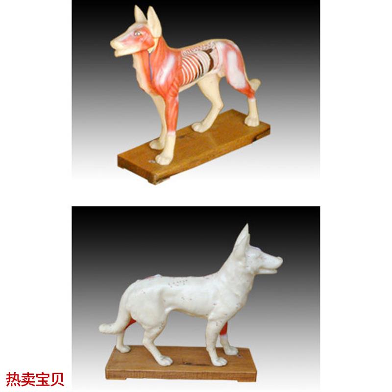 中医用狗体针灸训练练习模型L模具经络穴位标本