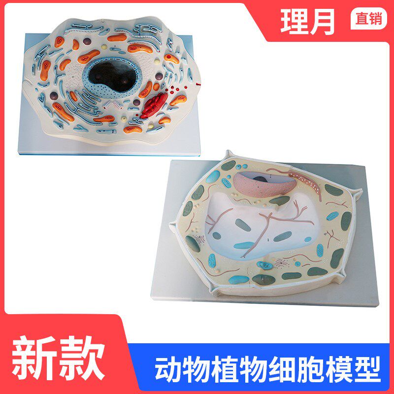 动物细胞亚显微结k构模型生物学校教学教具学生学习演示植物细胞