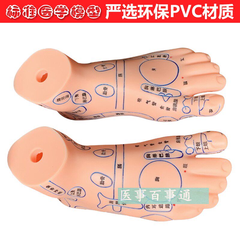 针灸脚模型足部反射图按摩针灸穴位D脚模型足底按摩模型脚部穴包