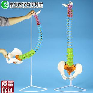 成人一比一色分脊n柱教学模型骨骼模型带椎间盘颈椎动脉血