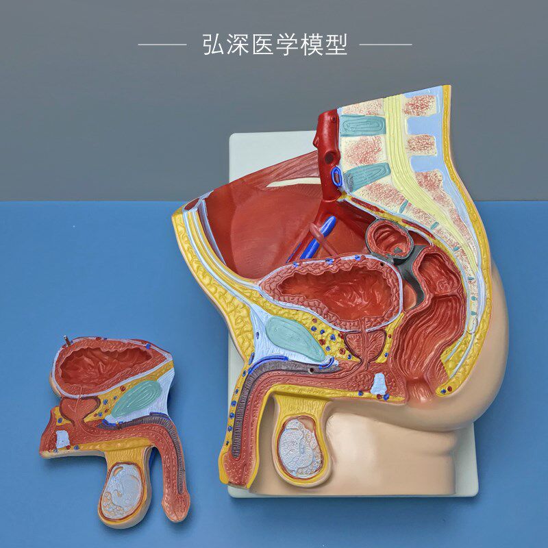 男性矢状解剖模型2部件可拆人体生殖系统M结构盆腔医学示教学模具