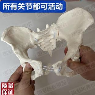 动态女骨盆模型可活动拆卸骶髂关节耻骨联合O骶骨尾椎正骨产康月