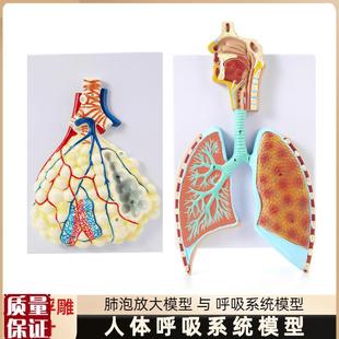 人体呼吸系统解剖模型q肺解剖呼吸系统浮雕模型肺泡放大解剖模