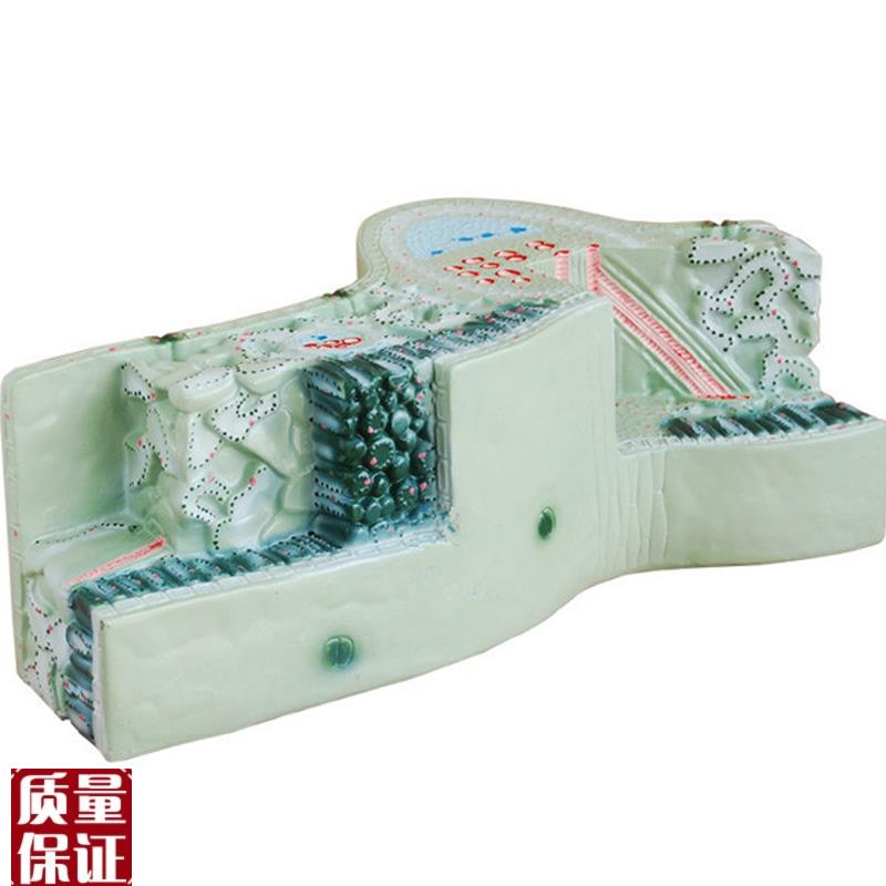 植物叶子构造模型草本解剖教D具解剖放大模具教学用标