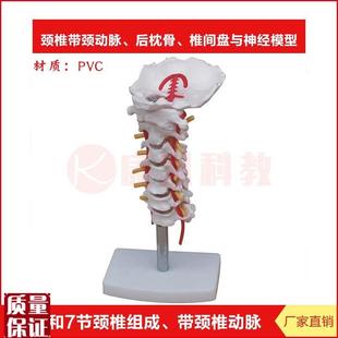 颈椎模型带颈动脉后枕骨t椎间盘与神经模型脊柱骨骼神经构造模
