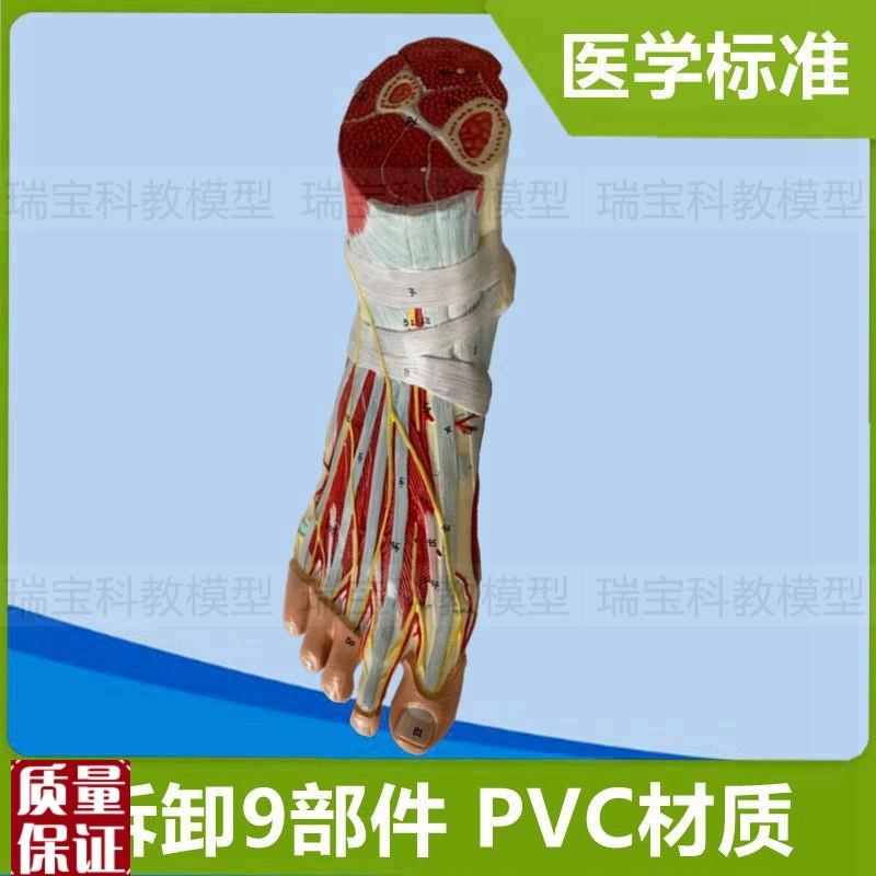 脚解剖模型踝关节肌肉神经足底肌腿部深浅肌肉运动医.用健身瑜伽