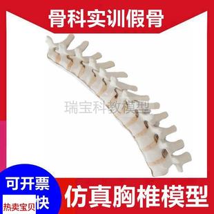 人体胸椎骨模型脊柱外科手术练习用假骨椎K间盘神经影像显影仿真