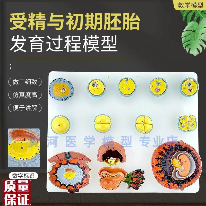受精与初期胚胎发育过程模型卵细胞发育L妇产科计划生育教学胎