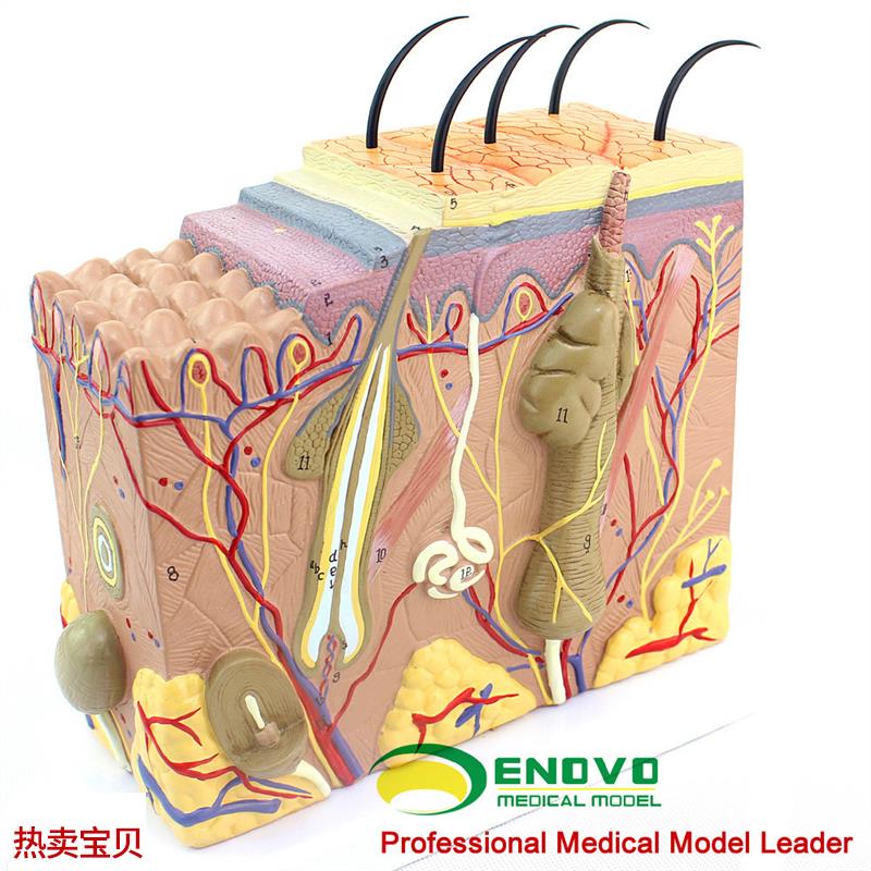 ENOVO颐诺放大版人体皮v肤组织结构解剖模型美容微整教学展示演示
