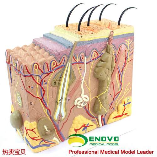 ENOVO颐诺放大版人体皮v肤组织结构解剖模型美容微整教学展示演示