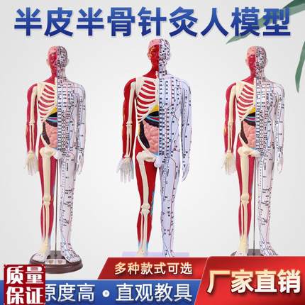 半皮半肌肉解剖60CM人体穴位模型反射区经络R按摩男女超清晰针