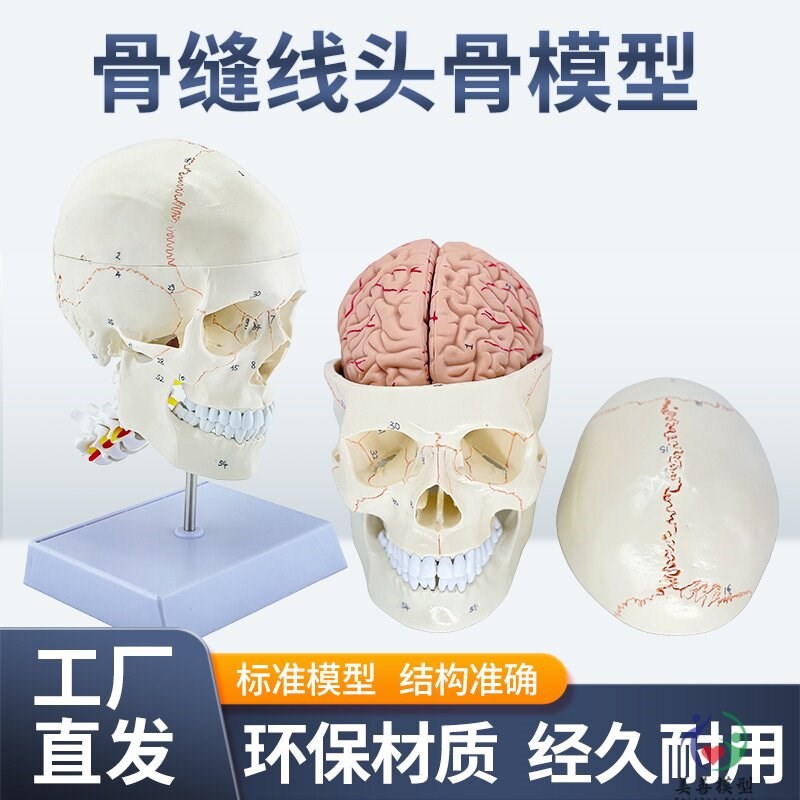 骨缝线头骨附颈椎及脑模型 人体头骨医学N大脑标本 颅脑解剖