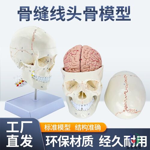 骨缝线头骨附颈椎及脑模型 人体头骨医学N大脑标本 颅脑解剖