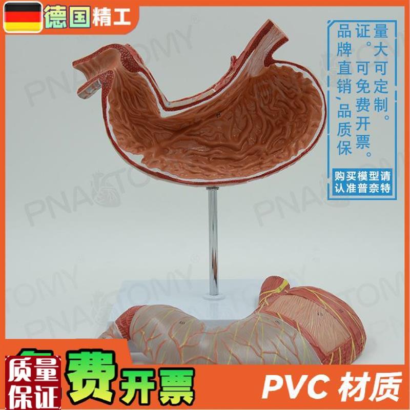 德国】人体内脏肠胃解q剖模型消化系统胃肠道胃黏膜食管教学消