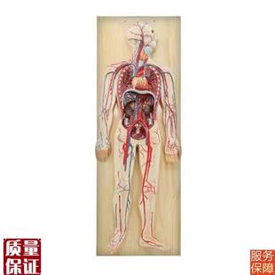 人体血液循环系统模型人体肺循环心血管介V入心脏解剖模