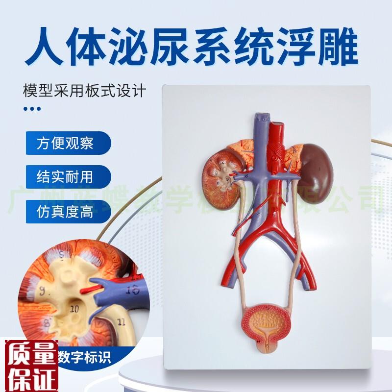 正品人体泌尿系统模型肾模y型输尿管膀胱尿道模型医学泌尿