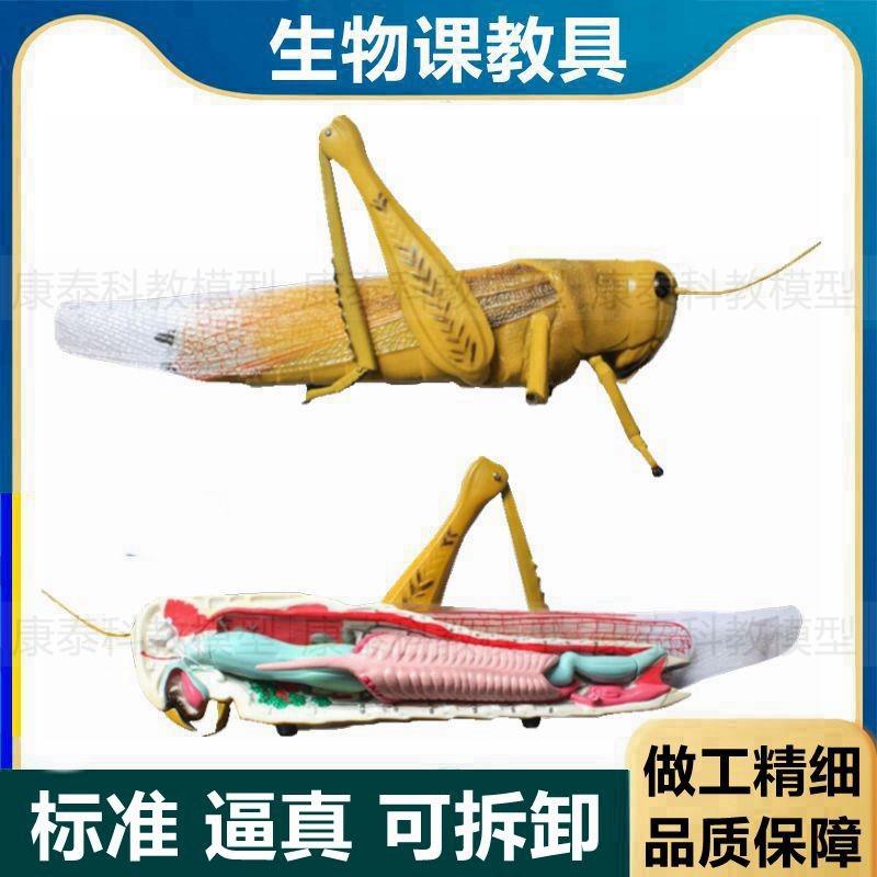 蝗虫模型可拆卸蚂蚱昆虫动物初中A高中生物课教具仪器展示蚱蜢草